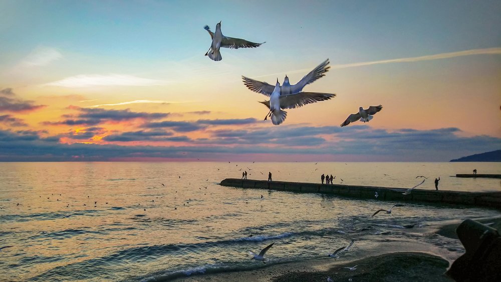 Вечерний танец чаек