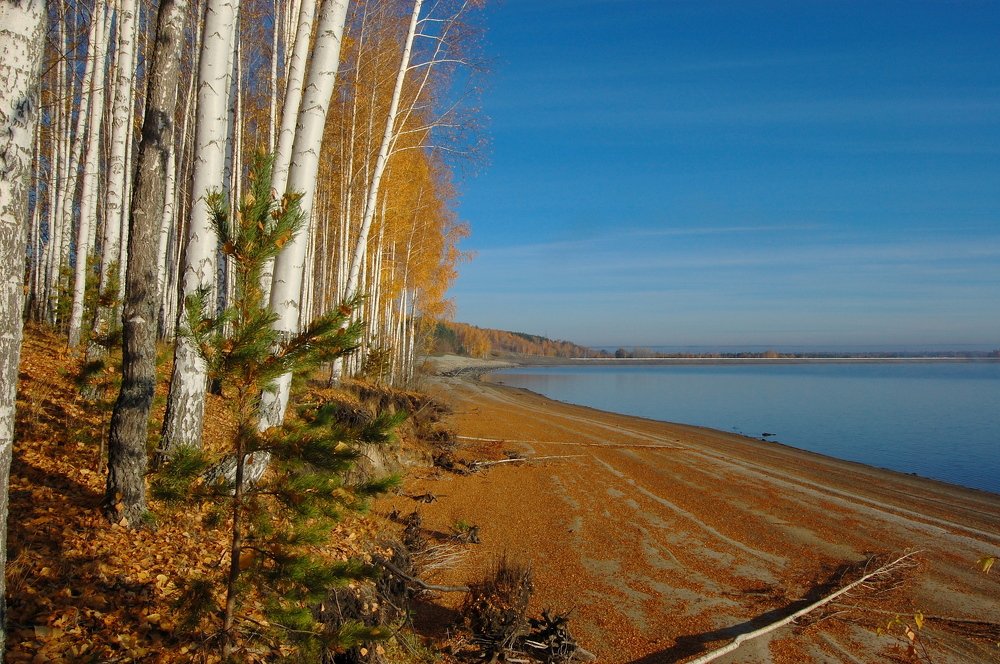 Березовый берег