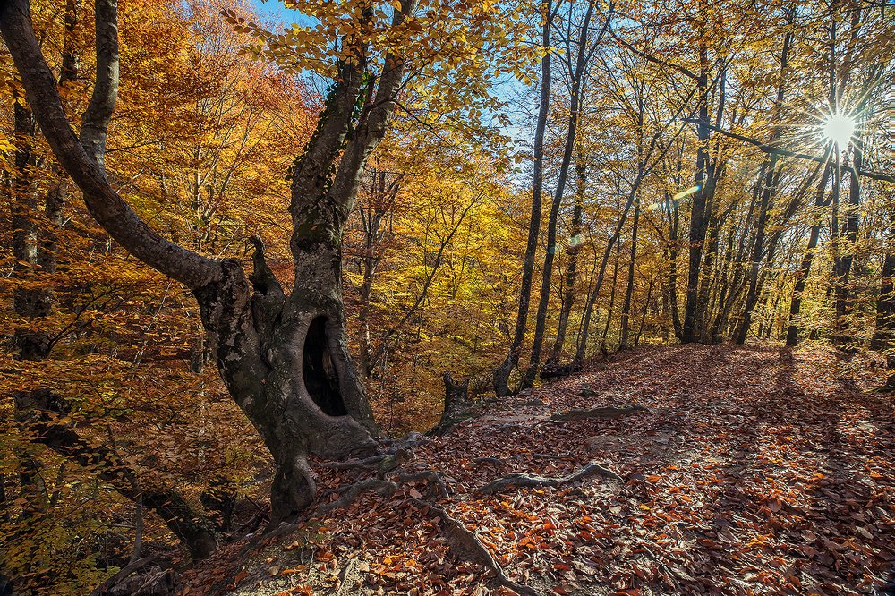 В буковом лесу