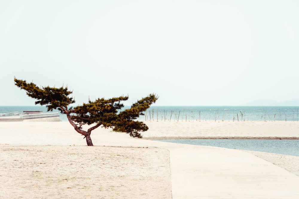 From the series «Joseon»