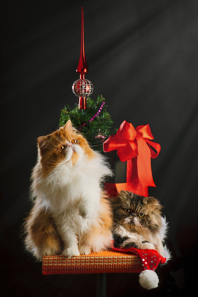 Подарки под ёлочкой