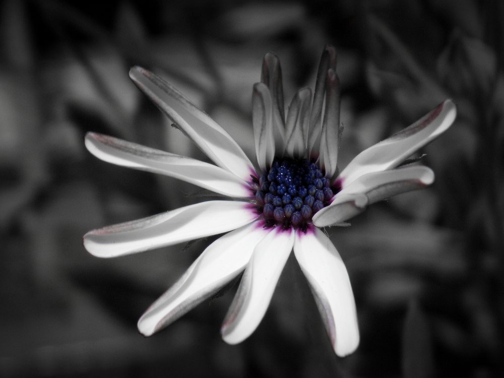 Lonely Flower In the Dark