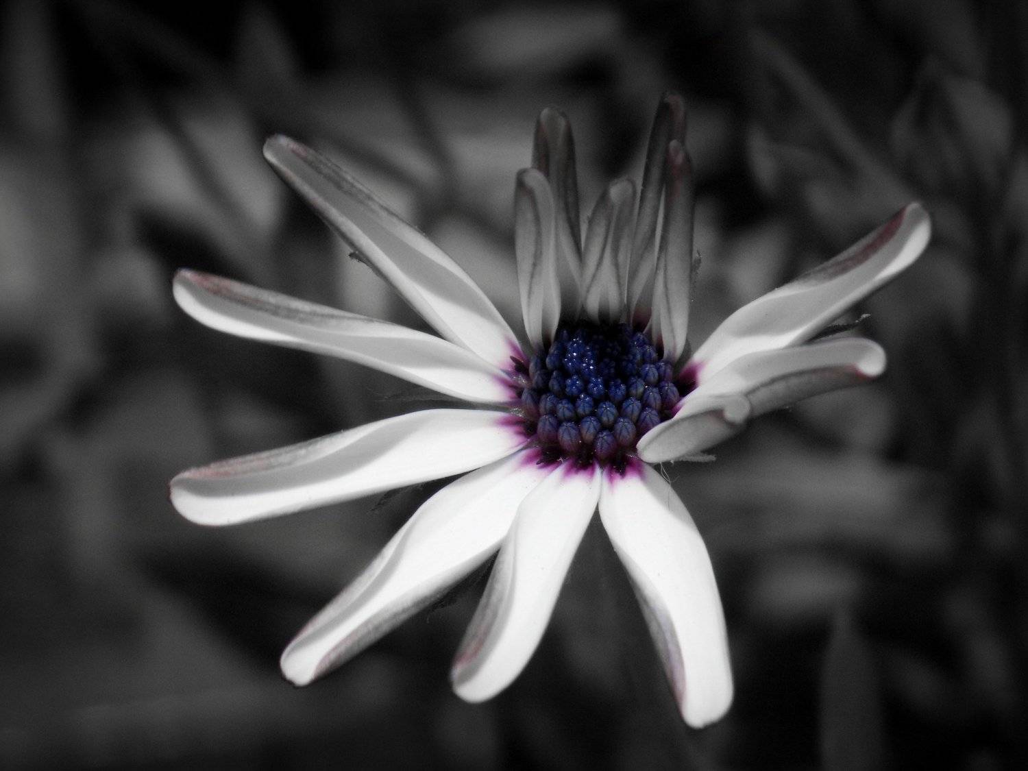 Lonely Flower In the Dark