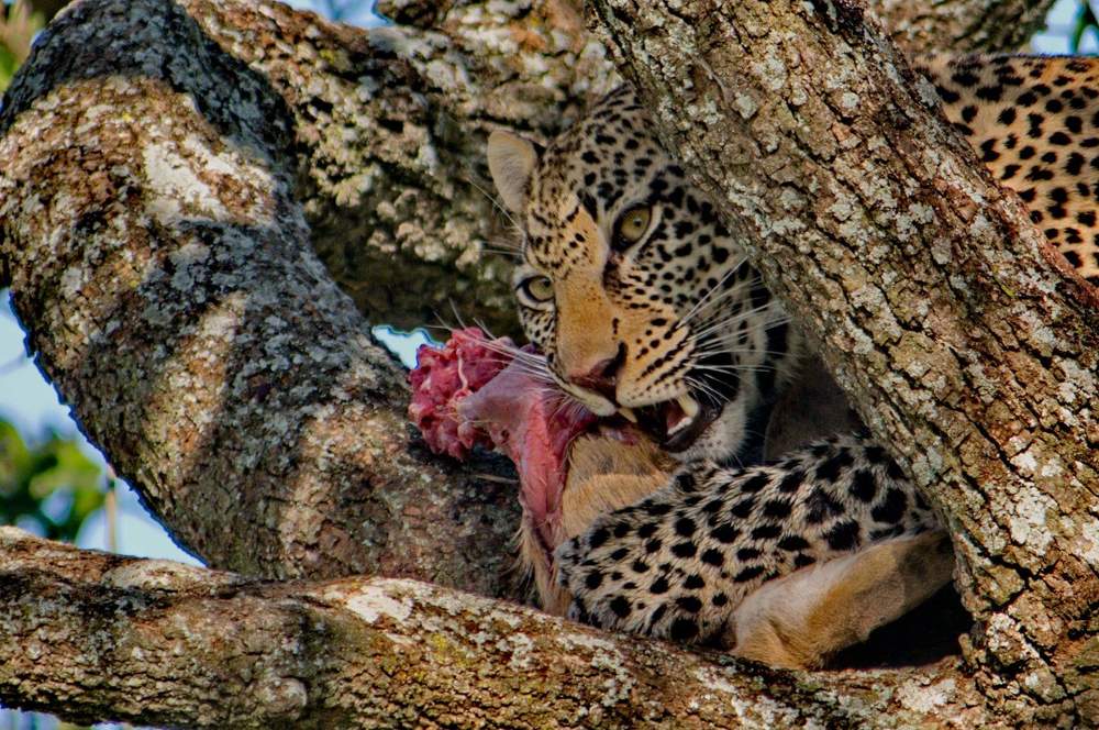 Photograph by Lev Prilutsky