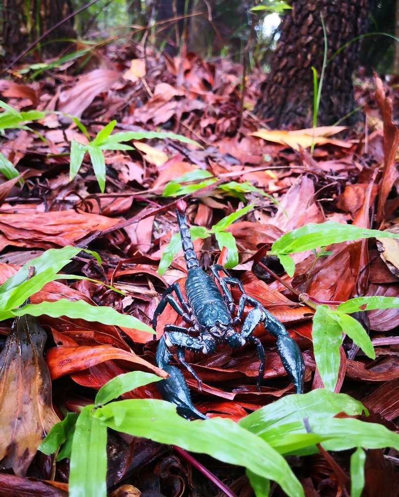 Blue Predatory