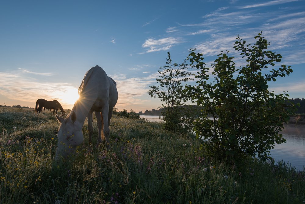 Выгул на восходе.