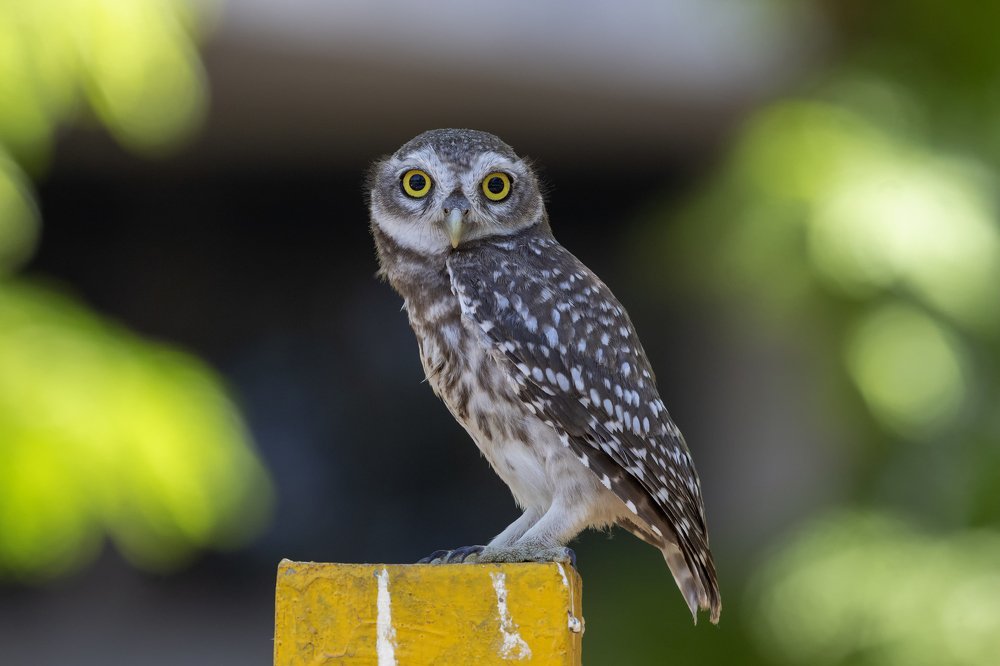 Spotted Owlet Juvenile