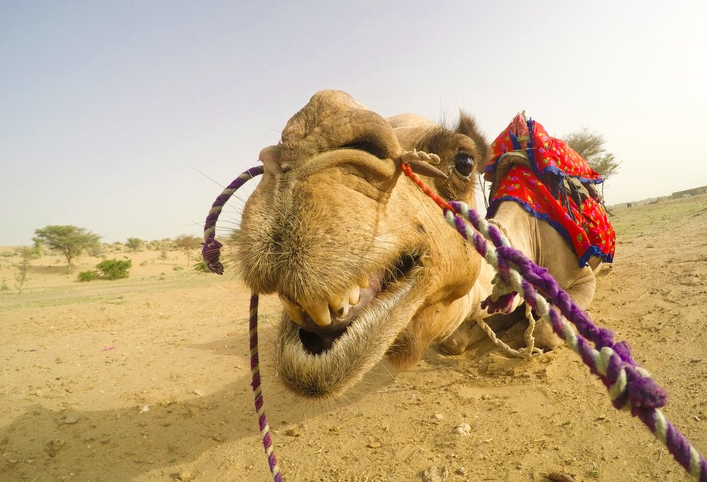 Laughing camel