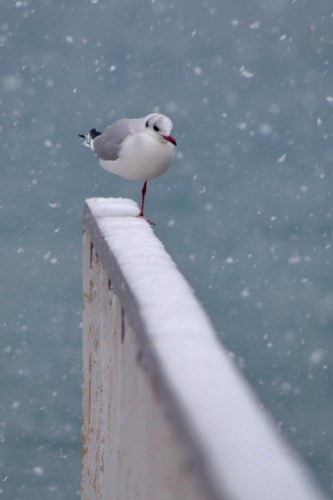 Погреть лапку