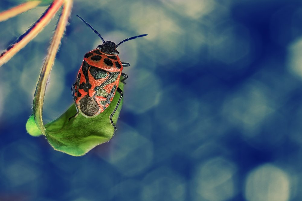 Photograph by Omid Mirshamsi