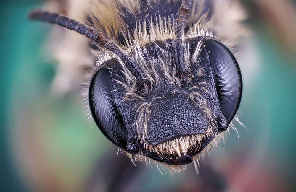 макро портрет