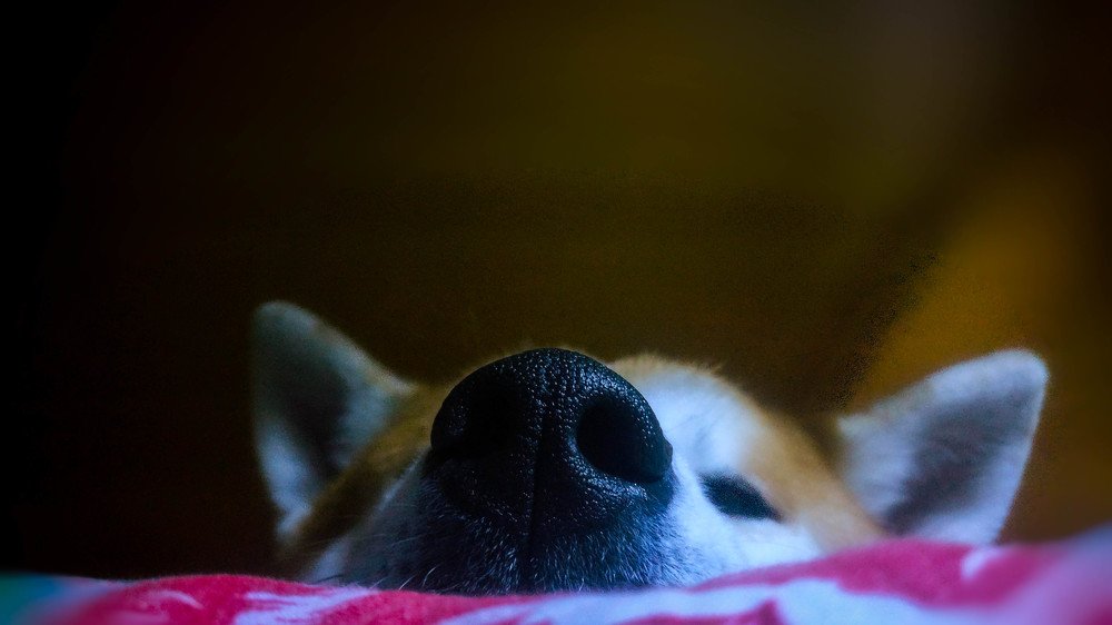 Кожаный нос