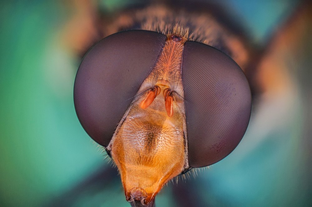 макро портрет