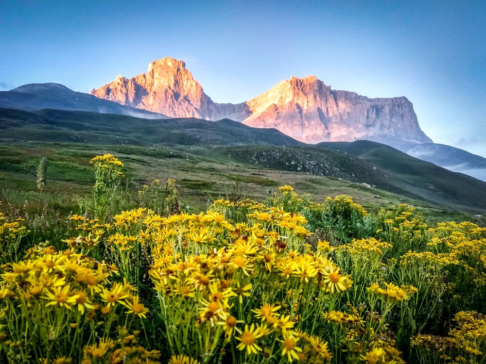 Горные цветы на закате