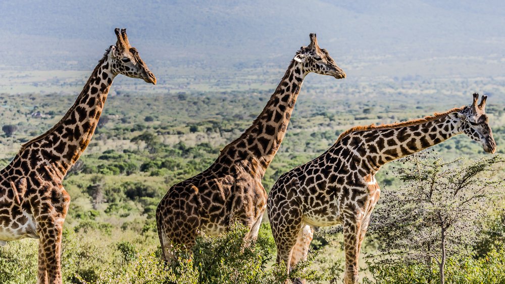 Wild Life of Masai Mara
