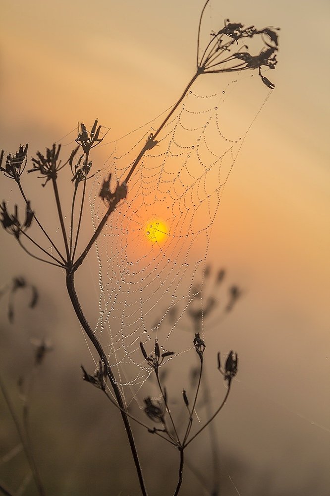 Утро в деревне