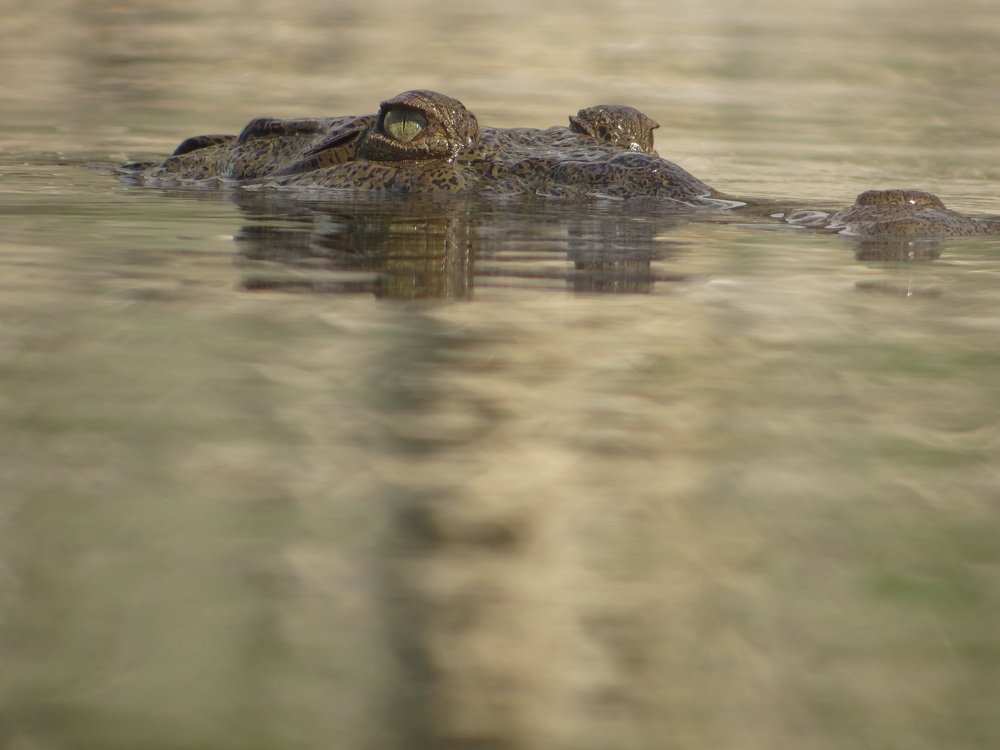 Доминиканский хищник