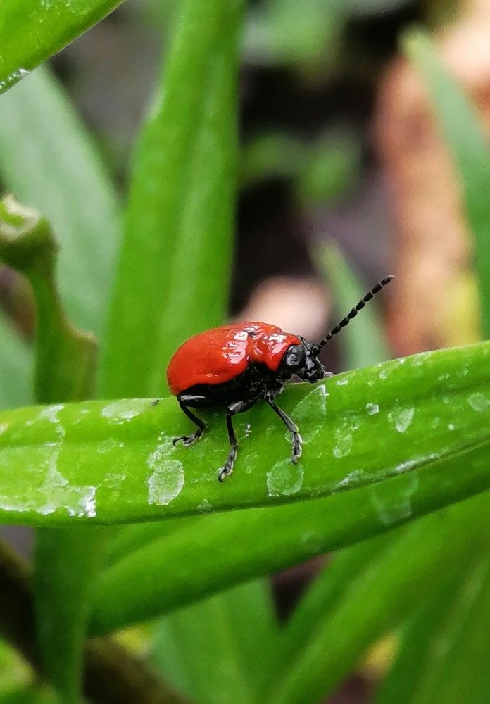 Красный жук