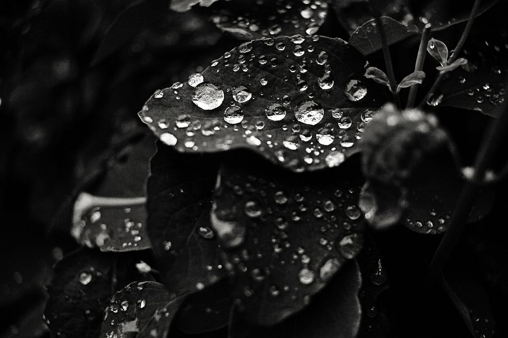 бриллианты