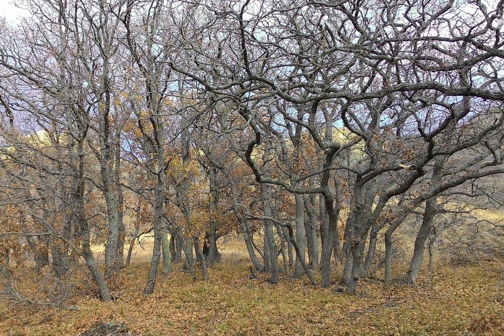 Дерев сплетенье