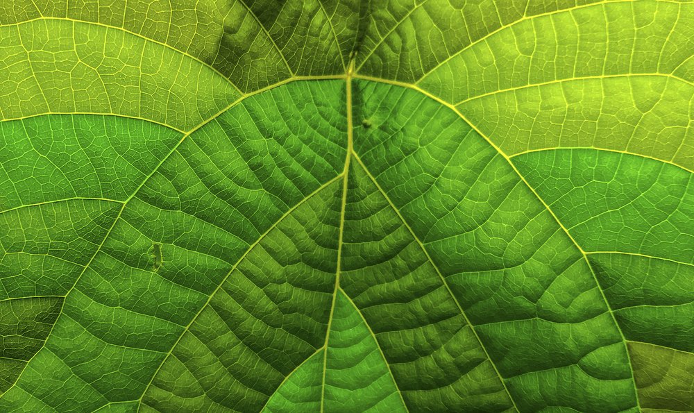 Photograph by  khan avi