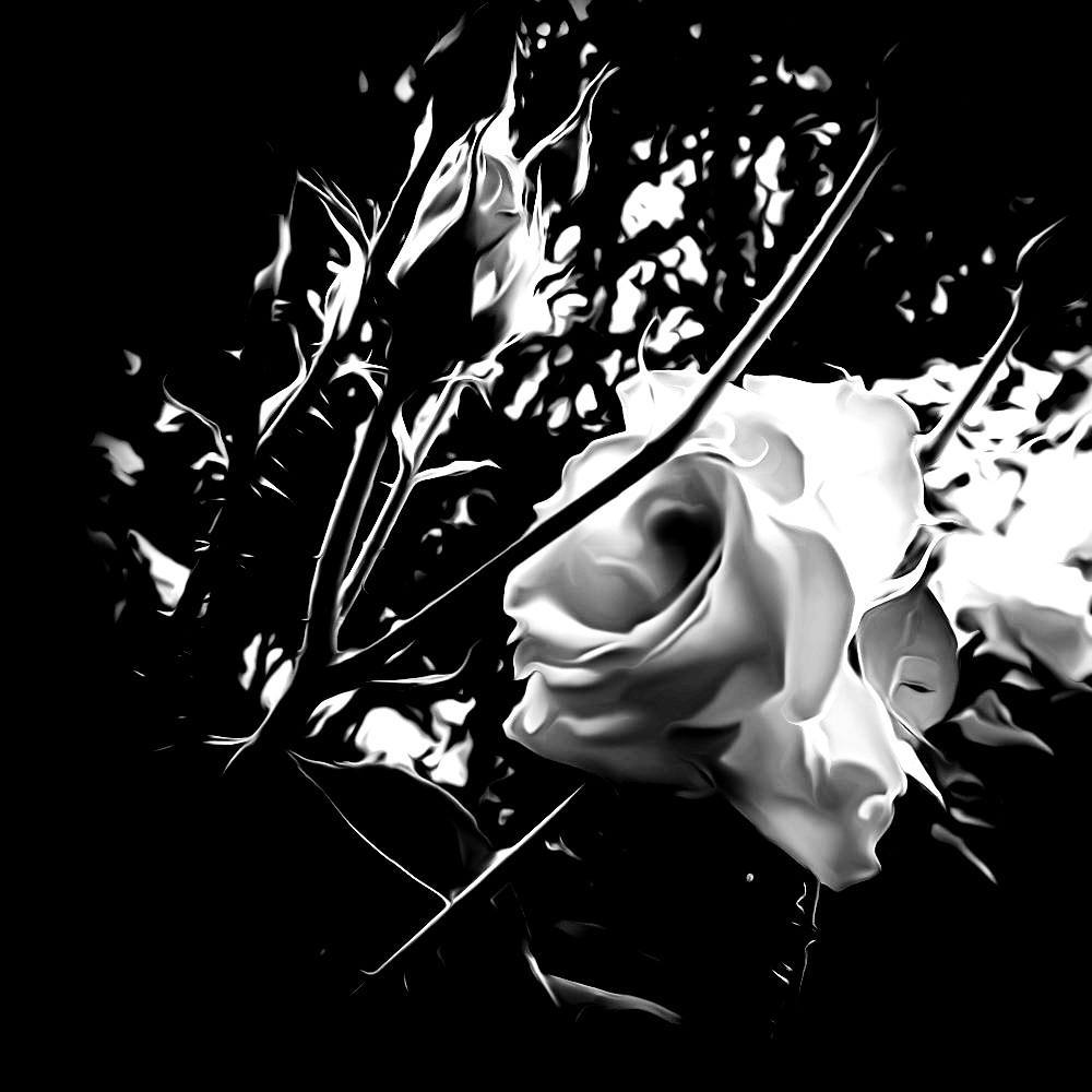 Black & White the Rose ...