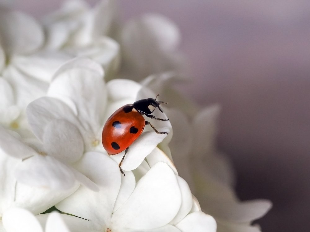 коровка на цветке