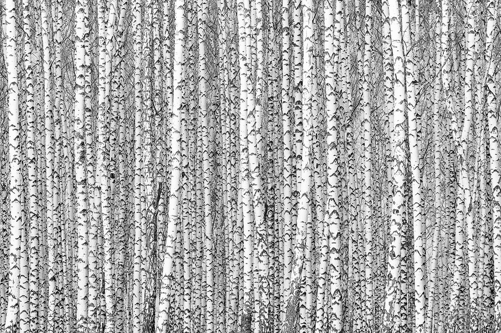 Березовый ситец.