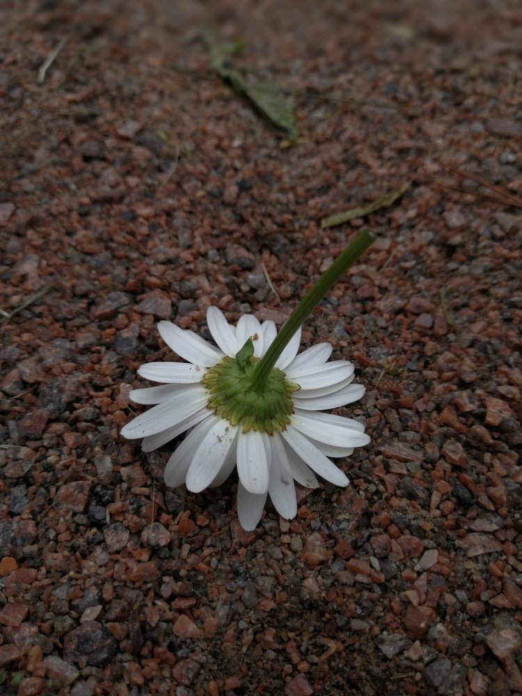 После дождя/ after rain
