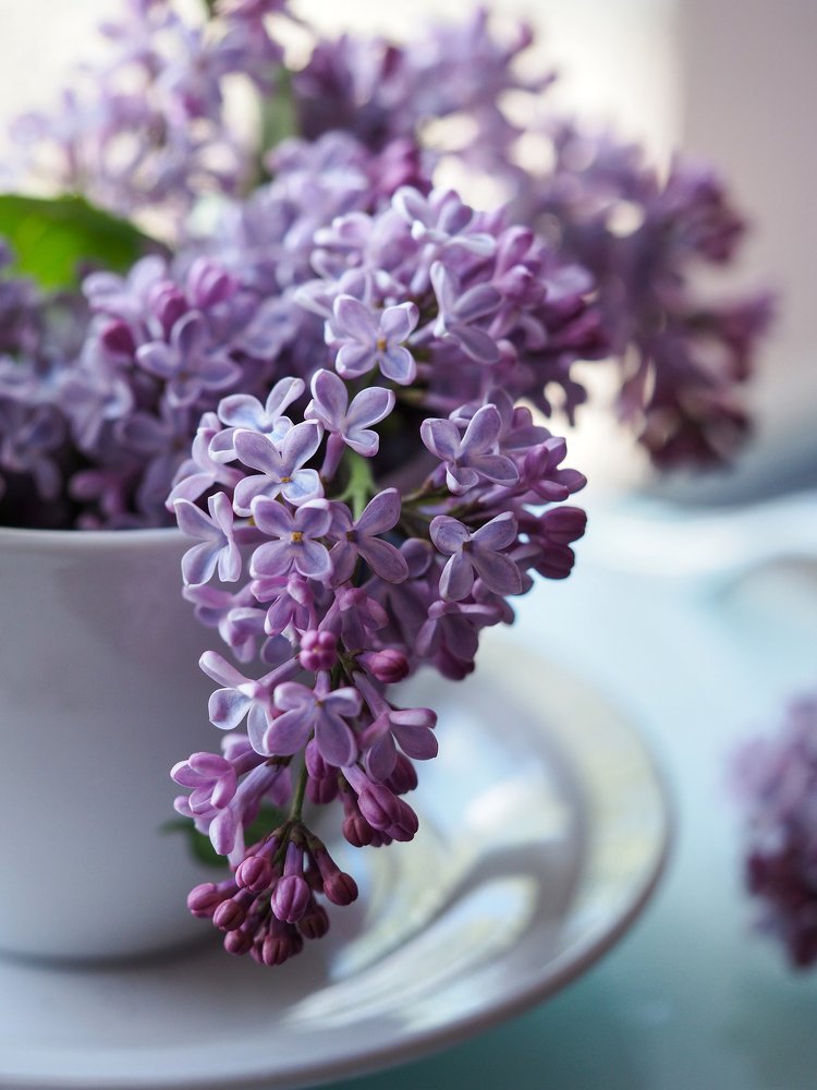 Время сирени