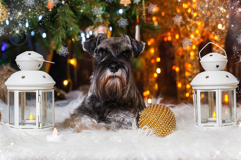 Новогодняя Черри