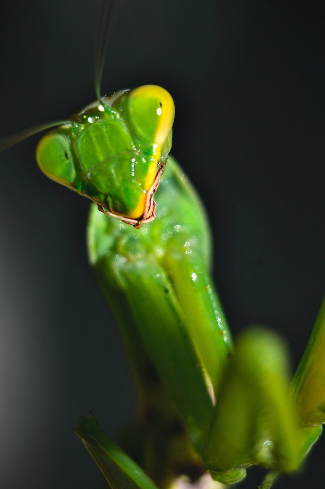 «Инопланетянин»