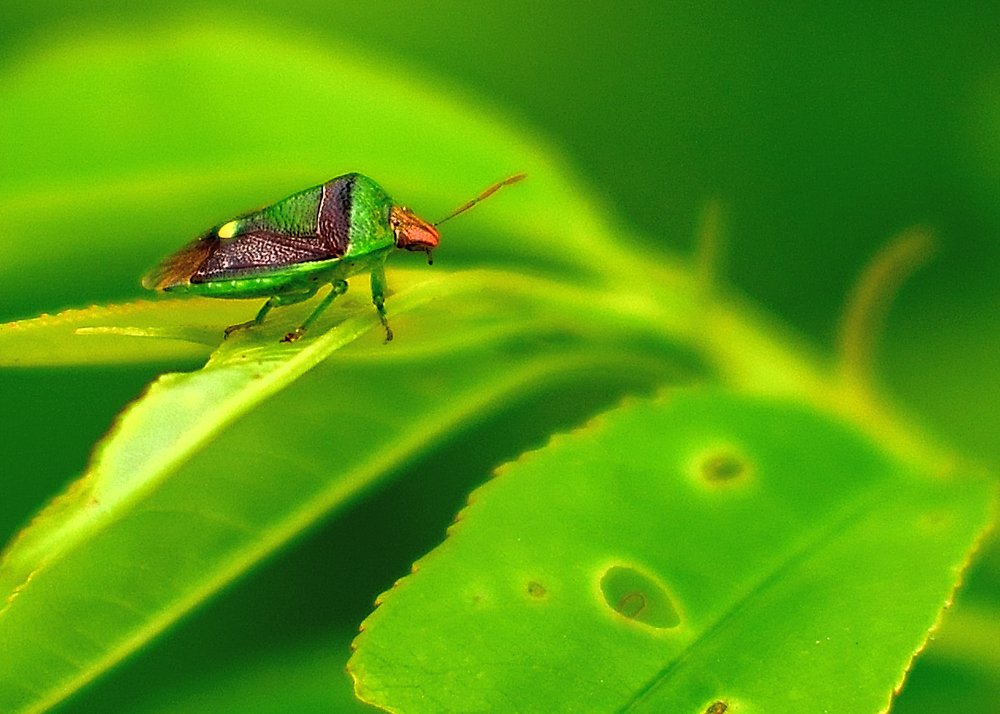 emerald shieldbug