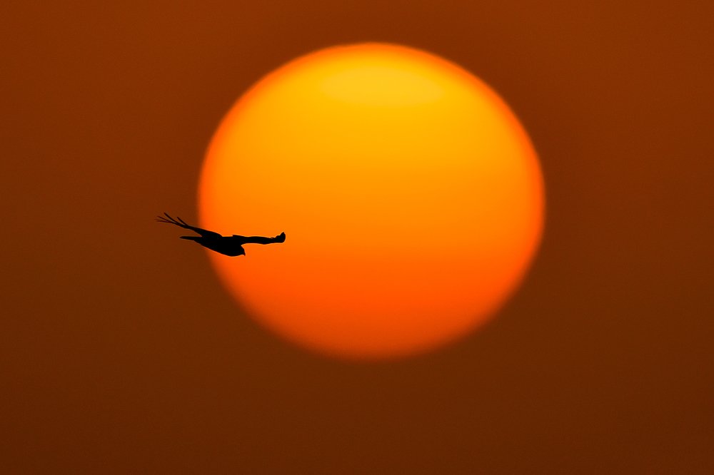 Marsh Harrier in Dusk