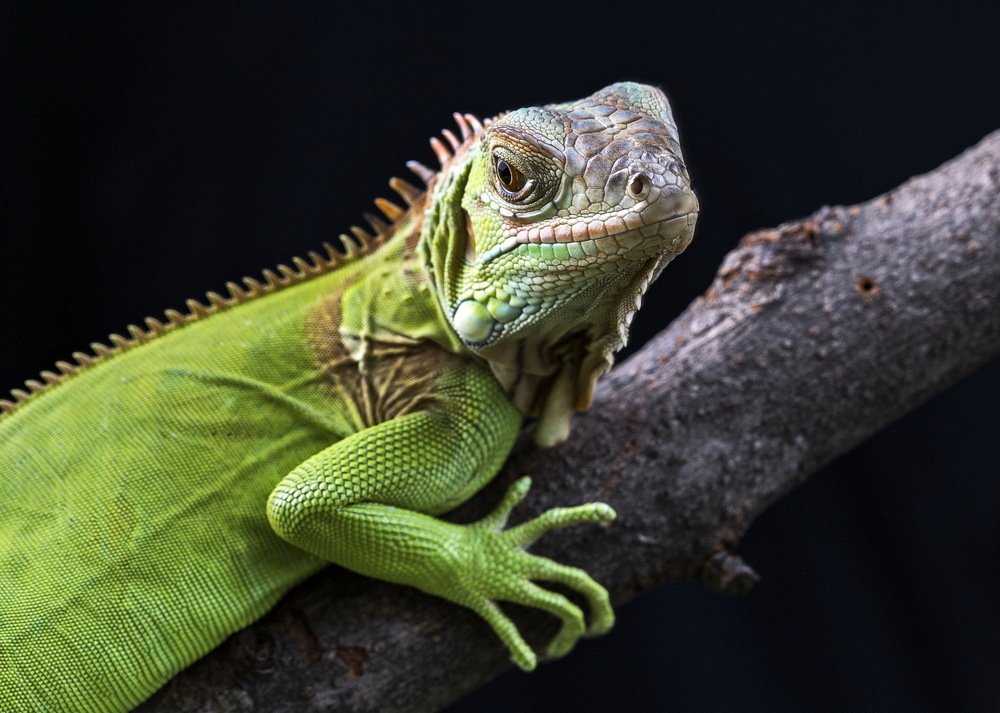 Iguana