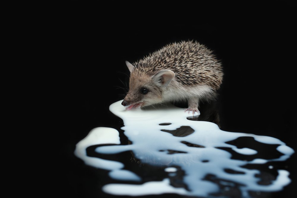 Ёжик и молоко