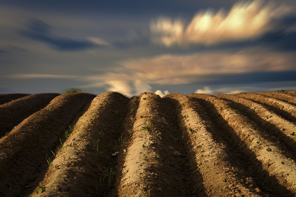 Soil