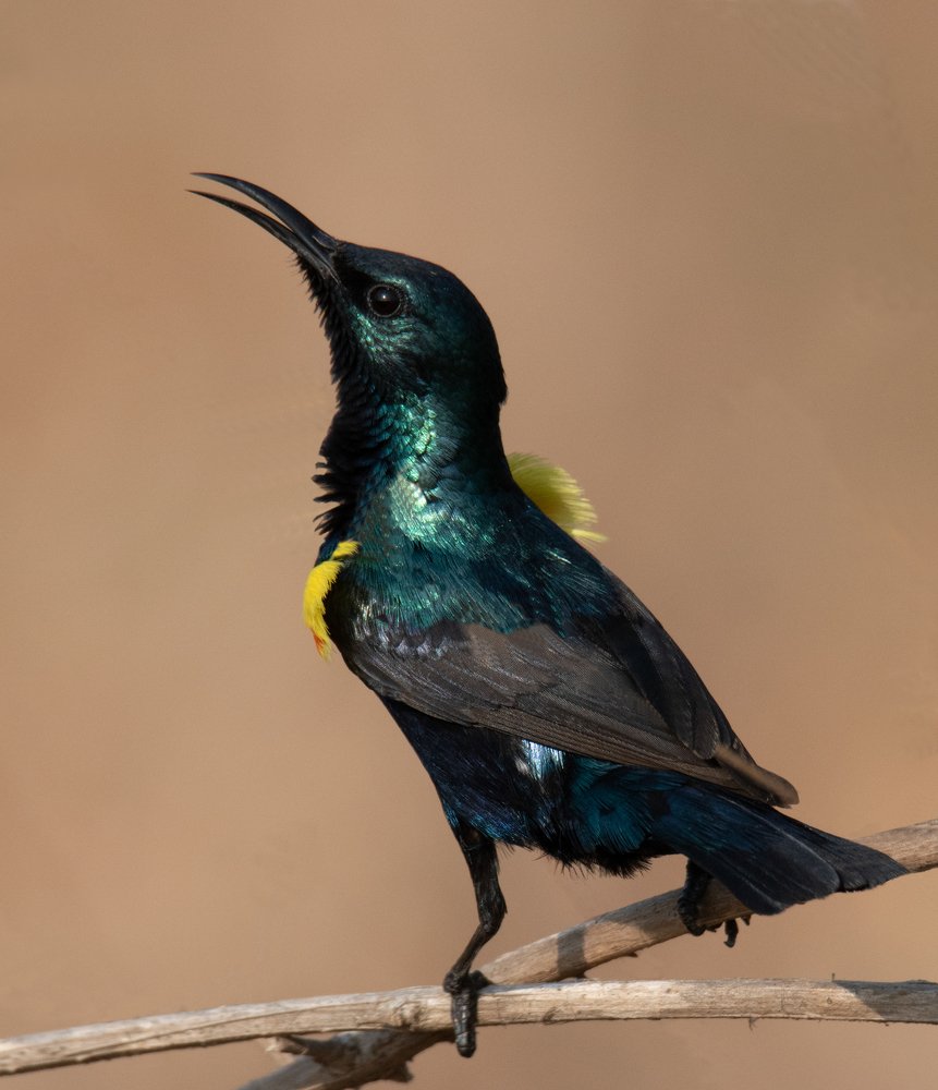 Purplesunbird