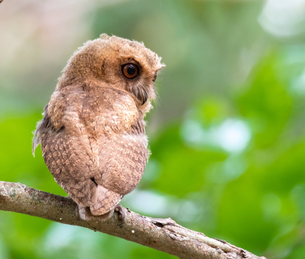 Indian Scops Owl (Juvenile)