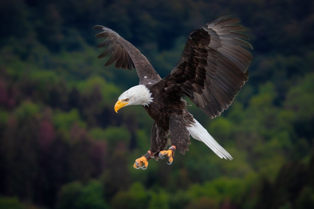 Eagle in Flight