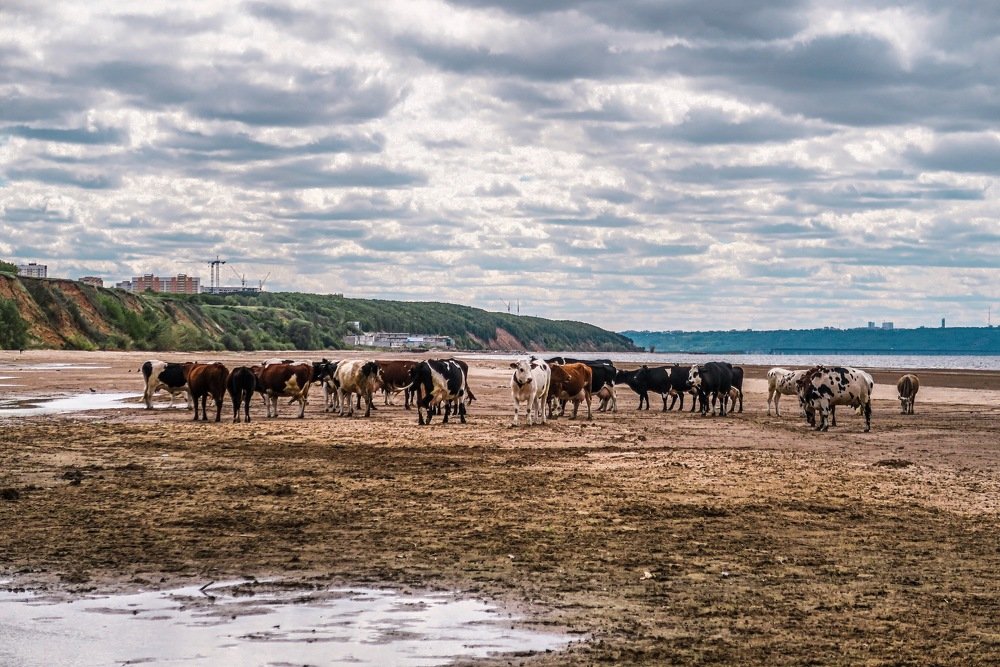 Телки на Волге....