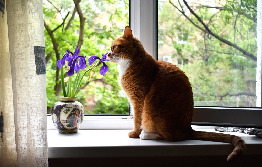 Вася гуляет.