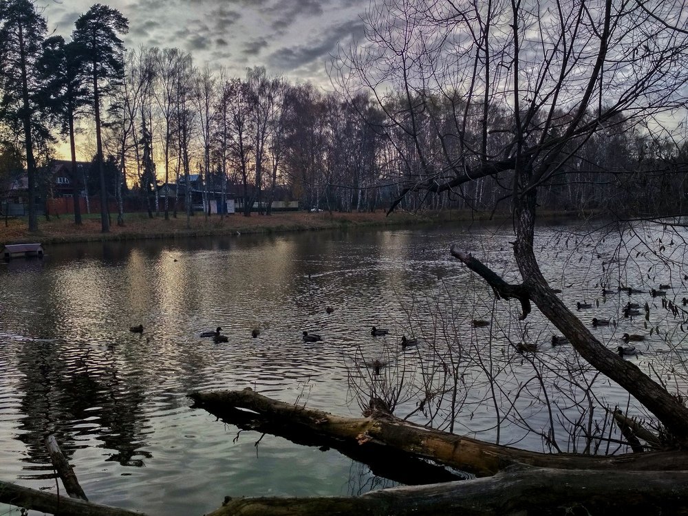 Холодная стая