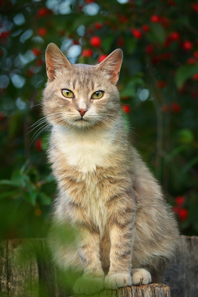 Кот с вишнями