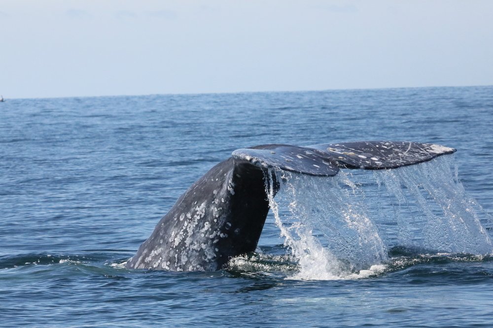 Хвост серого кита