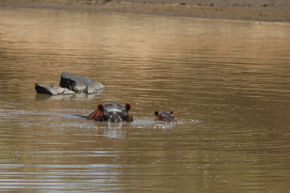 сладкая парочка