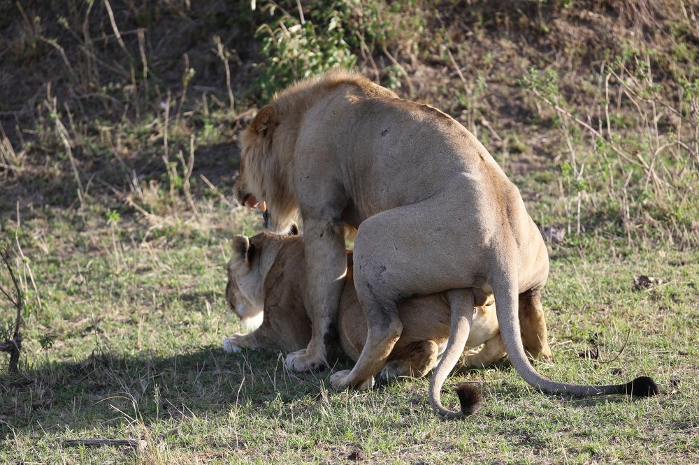 Сафари-Порно