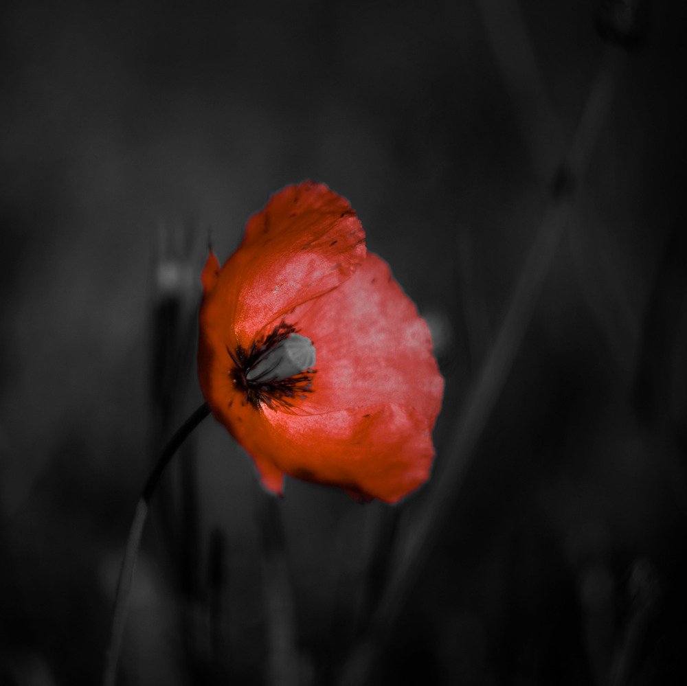 Photograph by Rasa Žičė