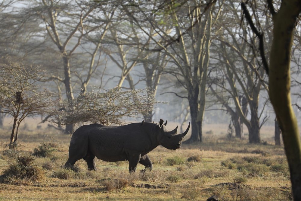 чёрный носорог