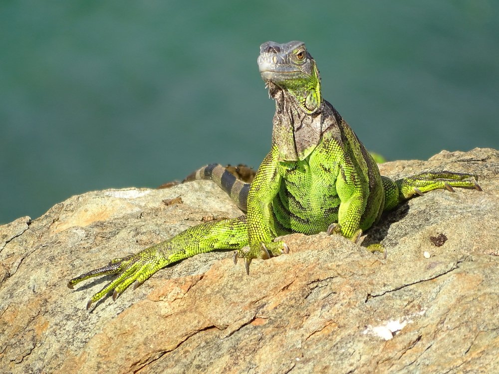 красавица Сент-Мартена